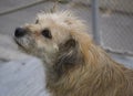 stray white dog with sad look Royalty Free Stock Photo