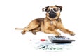 Dog accountant Royalty Free Stock Photo