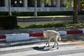 The dog across the crosswalk.