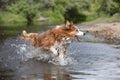 the dog is actively running on the water and drops are flying to the sides. Royalty Free Stock Photo