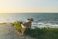 The dog admires the sunset from the cliff. Baltic Sea.