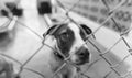 Dog Adopt Rescue Animal Adoption Shelter Kennel Puppy Adopt Pets Looking Sad Black And White Royalty Free Stock Photo
