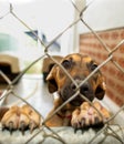 Dog Adopt Rescue Shelter Animal Vertical Royalty Free Stock Photo