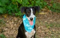 Dog Adopt Shelter Animal Rescue Royalty Free Stock Photo