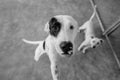 Dog Adoption Rescue Animal Shelter Abuse Black And White Royalty Free Stock Photo