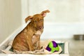 Dog Adoption Rescue Animal Shelter Sad Puppy Adopt Cute Adorable Pets Looking Royalty Free Stock Photo