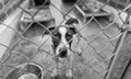 Dog Adoption Rescue Sad Animal Shelter Pet Adopt Kennel Black And White Royalty Free Stock Photo