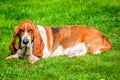 Dog, adorable female healty basset hound tricolor with brown, dark and white  on green grass filed in sunny day, summer season, Royalty Free Stock Photo