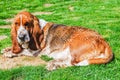 Dog, adorable female healty basset hound tricolor with brown, dark and white  , wet hair on green grass filed in sunny day, summer Royalty Free Stock Photo