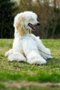 Dog Afghan Hound Royalty Free Stock Photo