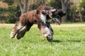 Dog Afghan Hound Royalty Free Stock Photo