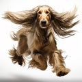 Dog of the Afghan Hound breed jumping with flying fur, close-up portrait on white, beautiful animal, Royalty Free Stock Photo