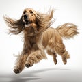 Dog of the Afghan Hound breed jumping with flying fur, close-up portrait on white, beautiful animal Royalty Free Stock Photo