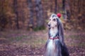 Dog, Afghan hound with a flower Royalty Free Stock Photo