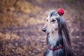 Dog, Afghan hound with a flower in a hair Royalty Free Stock Photo
