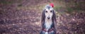 Dog, Afghan hound with a flower Royalty Free Stock Photo