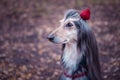 Dog, Afghan hound with a flower in a hair Royalty Free Stock Photo