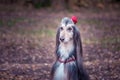 Dog, Afghan hound with a flower in a hair Royalty Free Stock Photo