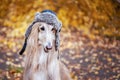 Dog, Afghan hound in a funny fur hat, Royalty Free Stock Photo