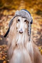 Dog, Afghan hound in a funny fur hat, Royalty Free Stock Photo