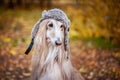 Dog, Afghan hound in a funny fur hat, Royalty Free Stock Photo