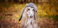 Dog, Afghan hound in a funny fur hat, against the background of the autumn forest. Royalty Free Stock Photo