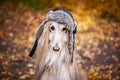 Dog, Afghan hound in a funny fur hat Royalty Free Stock Photo