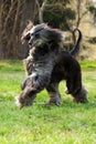 Dog Afghan Hound runs Royalty Free Stock Photo