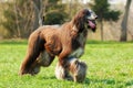 Dog Afghan Hound runs Royalty Free Stock Photo