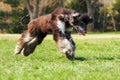 Dog Afghan hound to jump