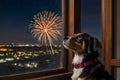 Dog Afraid of Fireworks Looking Through Window Portrait Royalty Free Stock Photo