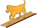 Dog agility