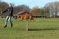 Dog at agility Royalty Free Stock Photo