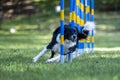 Dog agility in action. The dog is crossing the slalom sticks on synthetic grass track. Royalty Free Stock Photo