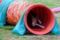 Dog agility in action. The dog exiting the tunnel. Royalty Free Stock Photo