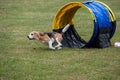 Dog agility in action. The dog exiting the tunnel.