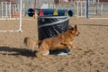 Dog agility: the barrel Royalty Free Stock Photo