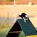 Dog agility Royalty Free Stock Photo