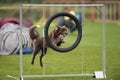 Dog at an Agility competition Royalty Free Stock Photo
