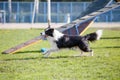 Dog in agility competition Royalty Free Stock Photo
