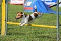 Dog agility competition. Royalty Free Stock Photo