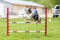 Dog in an agility competition Royalty Free Stock Photo