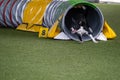 Dog agility in action. The dog exiting the tunnel.