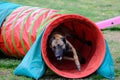 Dog agility in action. The dog exiting the tunnel. Royalty Free Stock Photo