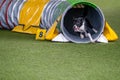 Dog agility in action. The dog exiting the tunnel.