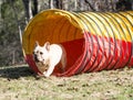 Dog agility Royalty Free Stock Photo