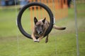 Dog in agility hoop Royalty Free Stock Photo