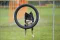 Dog agility Royalty Free Stock Photo