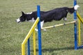 Dog Agility jumping Royalty Free Stock Photo