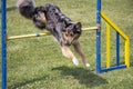 Dog Agility jumping Royalty Free Stock Photo